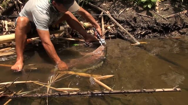 Papuan Black Bass Fishing part-2 with Gong Lei смотреть онлайн