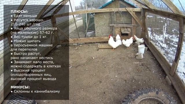 Карликовые леггорны (В33) в нашем хозяйстве: плюсы и минусы смотреть онлайн