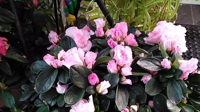 Азалия - холодная красотка: советы по уходу и содержанию в домашних условиях смотреть онлайн