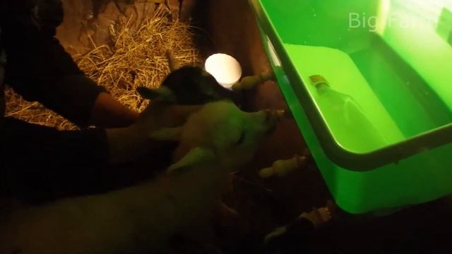 Кормление козлят смотреть онлайн