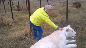 Парк львов Тайган. Белая львица Тайгана - Герда