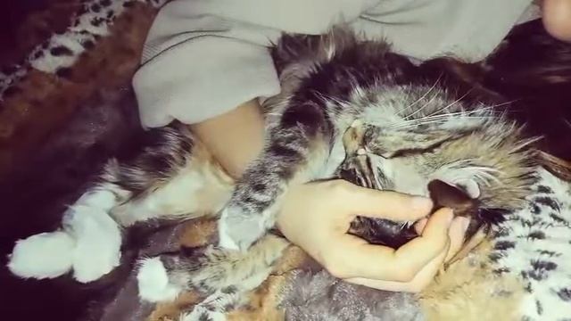 Крепкий сон котенка| Когда Любовь взаимная. смотреть онлайн