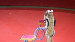 Кошки. Цирк. Ленивая кошка в цирке сделала это! Cats. Circus. Circus lazy cat did it!