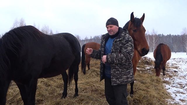 Случка и жеребость часть 2 смотреть онлайн