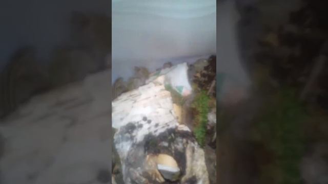 Содержание прытких маленьких ящериц смотреть онлайн