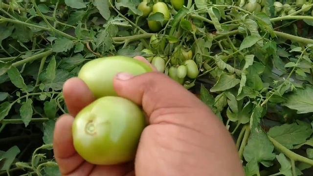 टमाटर कि फसल 1057 कब लगा सकते हो।।।video no.12 смотреть онлайн