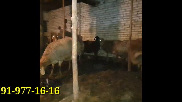 Edilbay va arashan bo'g'oz va ona bola qo'ylar sotiladi 31/03/2022 смотреть онлайн