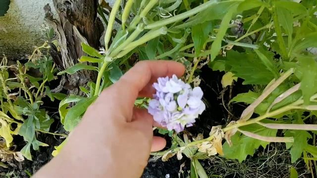 #Цветоводство часть 2 смотреть онлайн