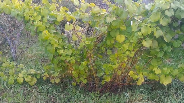 Сорт винограда "Восторг" Тверь 15 сентября 2019 г. смотреть онлайн