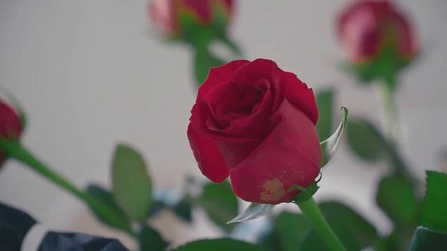 Обучающий оффлайн-курс для свадебных организаторов и координаторов смотреть онлайн