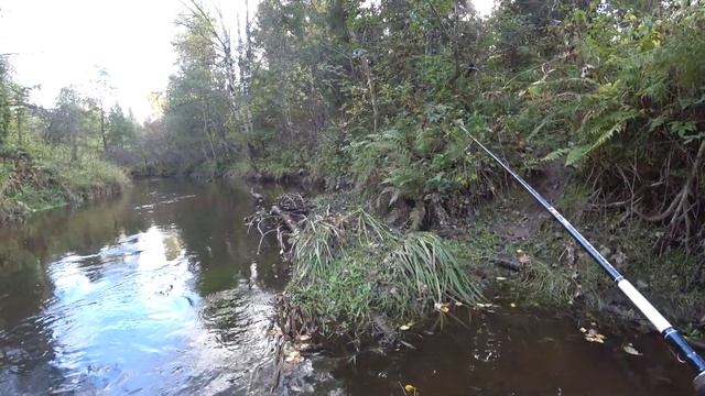Хариус на спиннинг в Сентябре. Лесная река Ленинградской области. 2020 смотреть онлайн