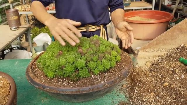다육식물 초대품 하월시아옵투사 분갈이 fleshy plant/Haworthia obtusa/Potting/多肉植物/换花盆/Planta suculenta смотреть онлайн