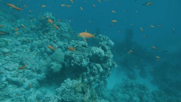 Diving in the Red Sea