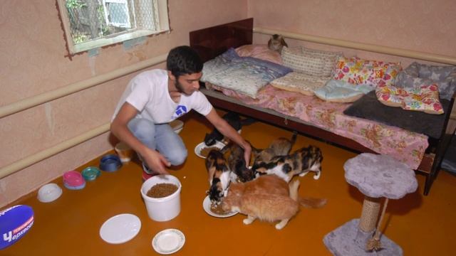 "Актуальный репортаж" - "Приют для кошек" смотреть онлайн