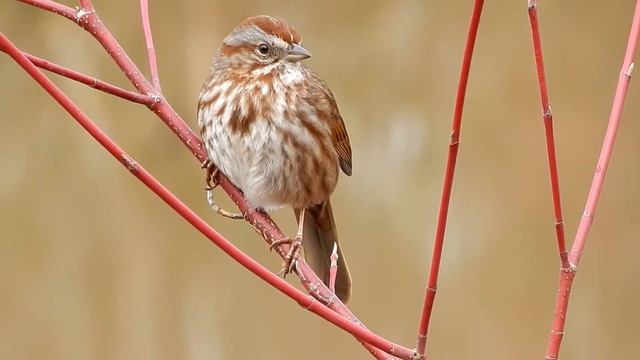 sparrow смотреть онлайн