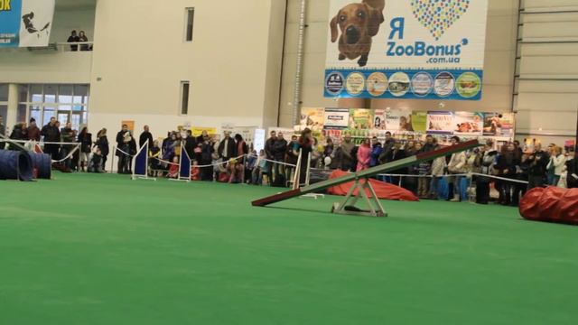 Киев 2xCACIB 15.12.2013 г. Выставка собак - аджилити смотреть онлайн