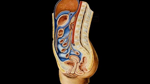 Peritoneum (Parts, Lesser & Greater Omentum, Mesentery, Peritoneal Cavity) смотреть онлайн