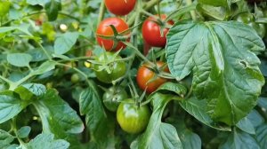 Томат КРОХА очень вкусный супер ранний и мега урожайный сорт