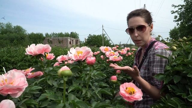 Пион Salmon Dream. Май 2018 смотреть онлайн