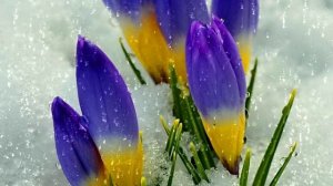 Футаж. Цветы на снегу 37  Footage. Flowers in the snow 37