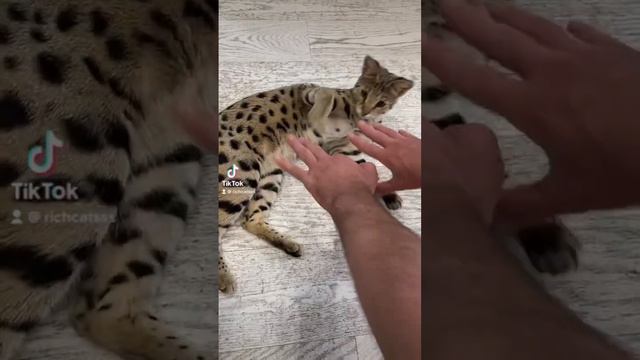 Savannah f1 😻🐆 #kitten #richcatsss #savannahf1 смотреть онлайн