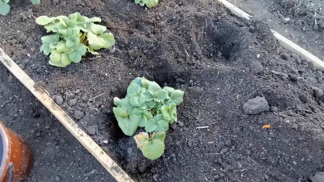 Первая грядка из прошлогодних усов готова! Земляника из семян. смотреть онлайн