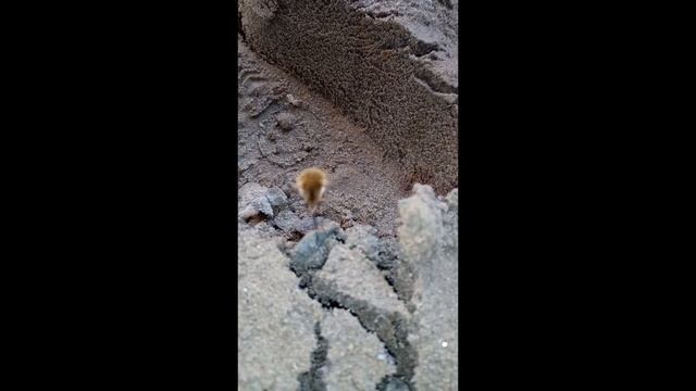 Муха Жужжа в поисках воды, но это не точно))) смотреть онлайн