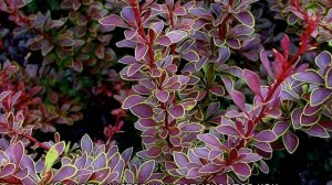 Барбарис Тунберга Голден Ринг