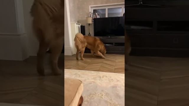Тибетский мастиф Альтаир и кошка смотреть онлайн