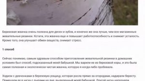 Жвачка из бересты по рецепту наших бабушек