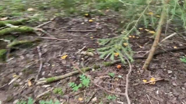 прогулка по лесу, ищем грибы.