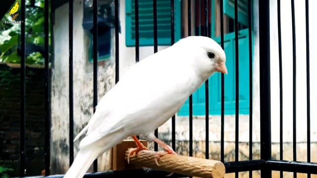 Your Canary Will Sing Immediately !! Canary's Training Song