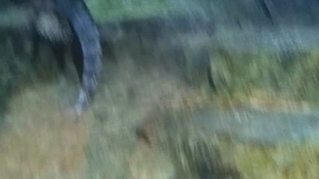 Короткое видео про черепах смотреть онлайн