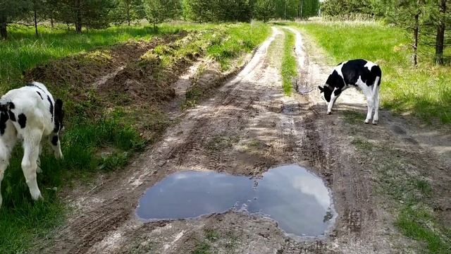 Сравнение телят от АПК с домашними. Лечение поноса у телят. смотреть онлайн
