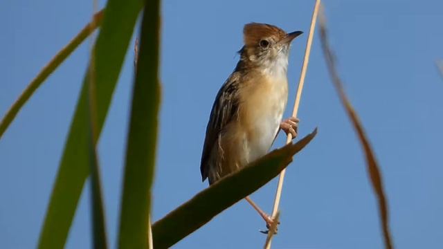 Golden-headed Cisticola.