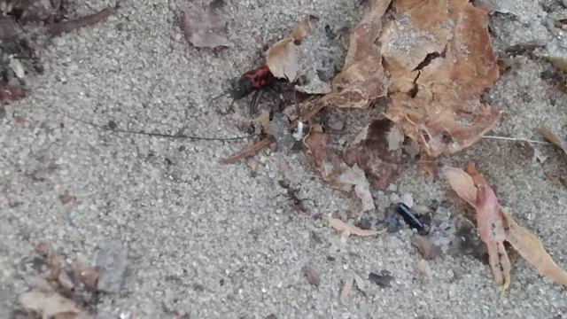 муравьи напали на Жучка солдатика смотреть онлайн