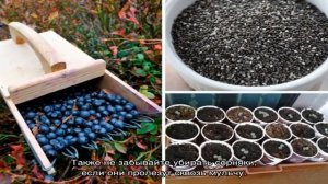 Посадка черники по правилам – залог высокой приживаемости саженцев и хорошего урожая