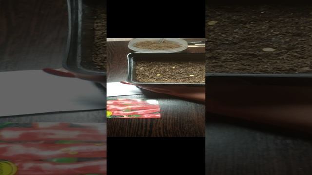 Посев перца без пикировки.mp4 смотреть онлайн
