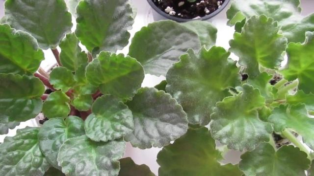 Фиалки/ Как Вызвать Новую Волну Цветов После Цветения!! смотреть онлайн