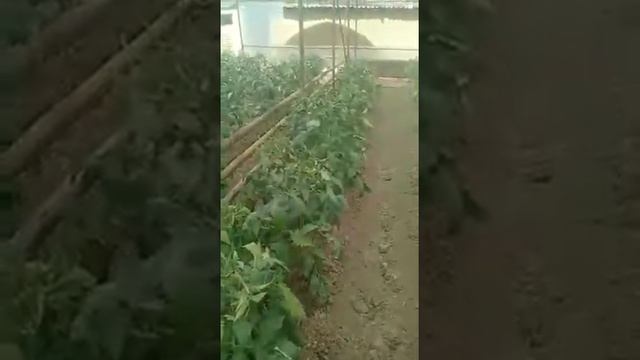 Южный Казахстан помидоры часть 1 смотреть онлайн