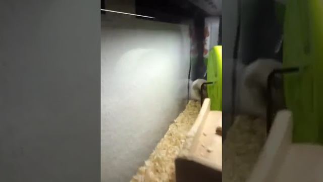 Hamster  Хамяк побег