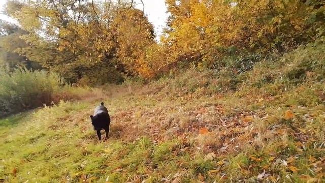 Kennel cane corso ELITE LEGION (#elitelegion) Беларусь 🇧🇾 смотреть онлайн