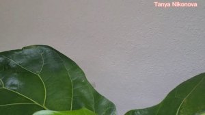 ФИКУС ЛИРАТА НАКОНЕЦ-ТО ДАЛ НОВЫЕ ЛИСТЬЯ.