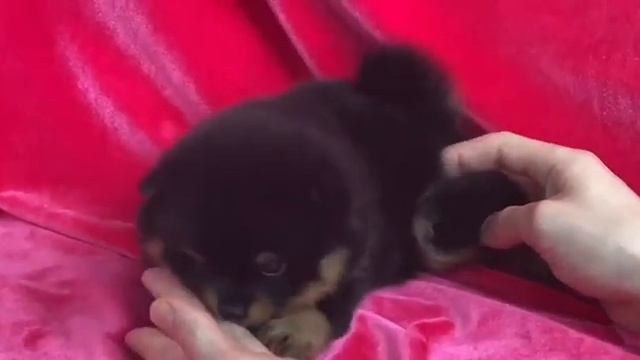 Пом шпиц девочка смотреть онлайн