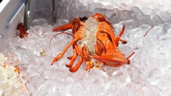 American Street Food - BUTTER GRILLED LOBSTERS Smorgasburg Seafood New York City