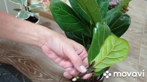 Комнатные цветы. Размножение фикусов черенками. Фикус Лирата, Тинике.