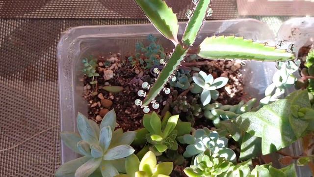 набор цветов смотреть онлайн