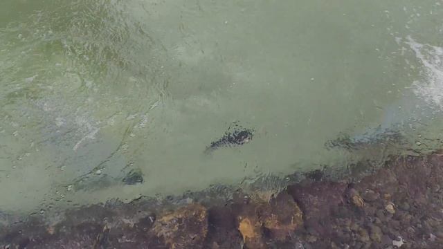 Рассказываю про пруд который мы построили для купания зимой. смотреть онлайн