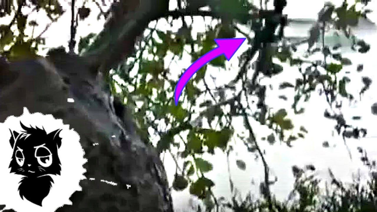 5 РЕАЛЬНЫХ ФЕЙ СНЯТЫХ НА КАМЕРУ [Черный кот] смотреть онлайн