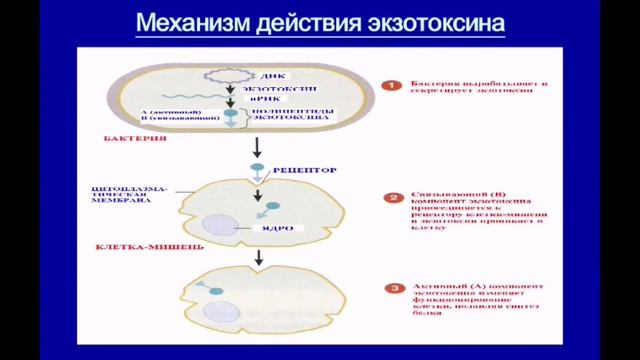 Микробиология. Учение об инфекции. Патогенность и вирулентность. Патогенные и условно патогенные смотреть онлайн